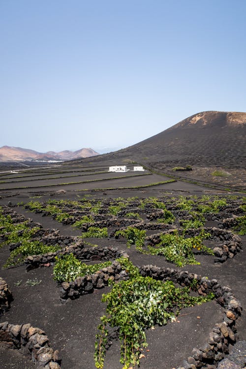 Vinos de La Palma: de la viña volcánica a la copa