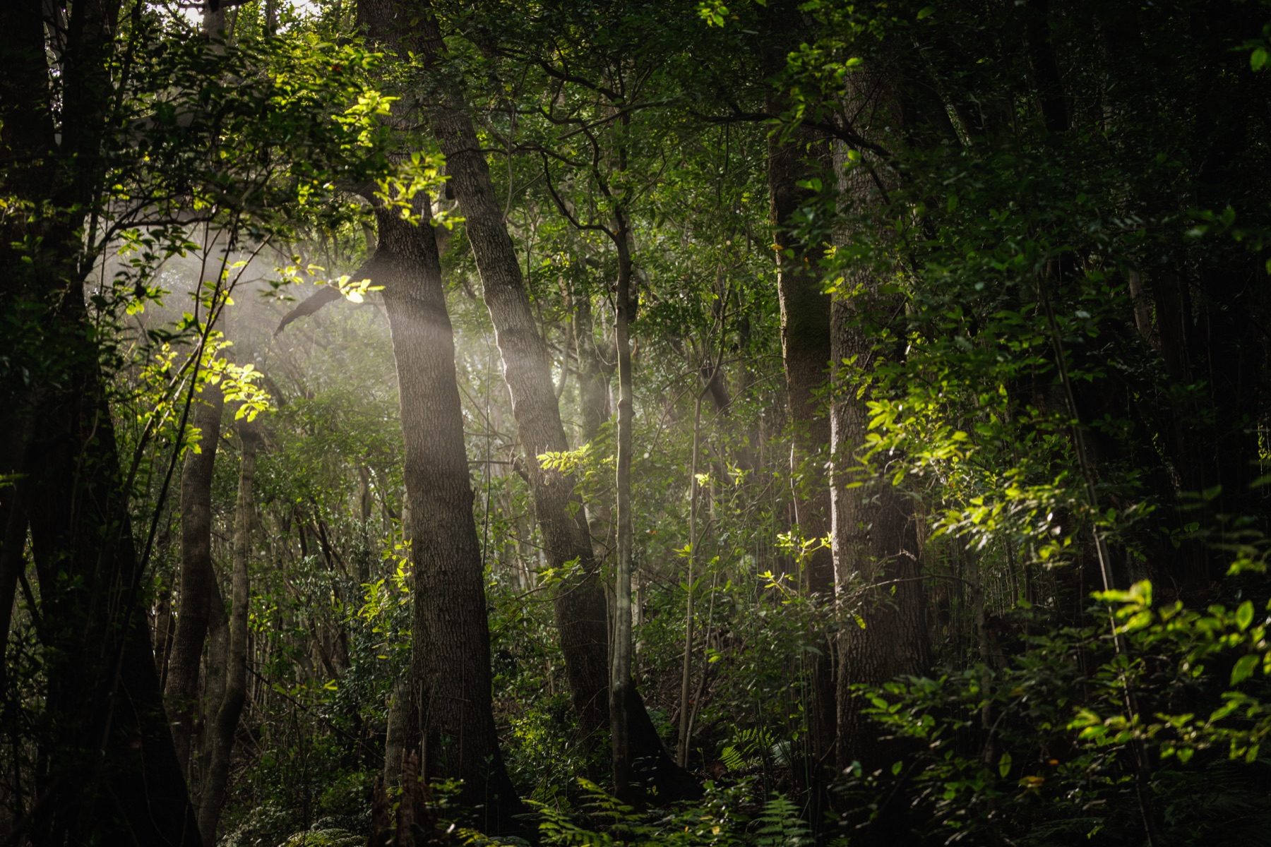Sendero del Cubo de la Galga entre laurisilva, itinerario La Palma norte