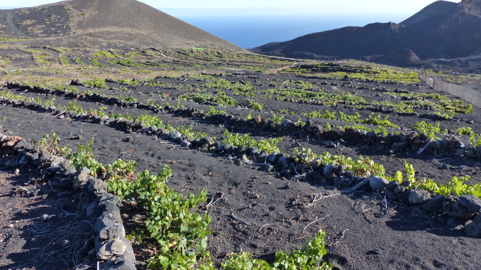 Gofio y papas arrugadas: la mesa canaria