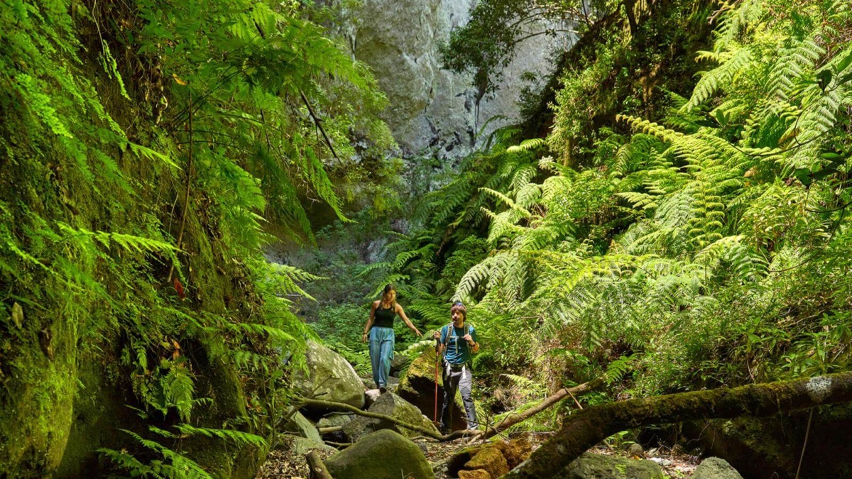 Senderismo en bosque de Los Tilos, La Palma