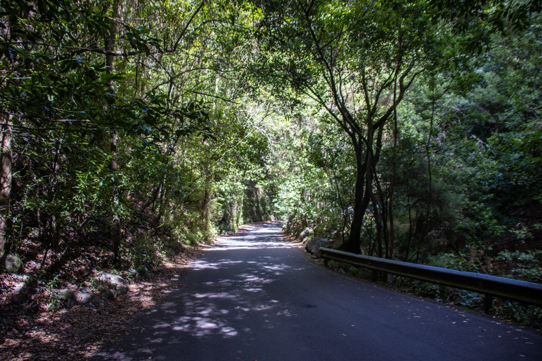 Cascada en el bosque de laurisilva de Los Tilos, en el norte de La Palma